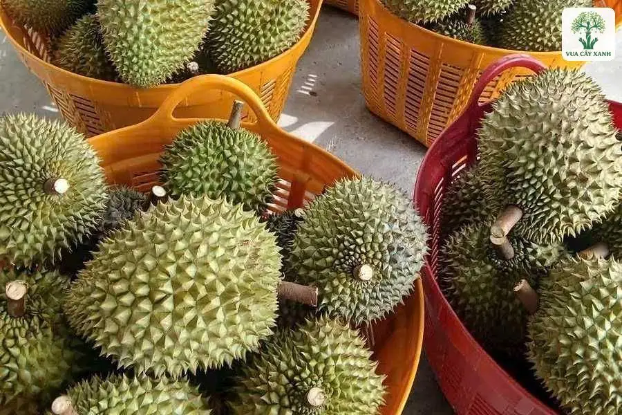 Những trái Sầu Riêng gai xanh đựng trong rổ nhựa.