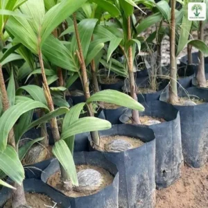 Cây Cau Đuôi Chồn, gốc cây con phình to trong bầu đen xếp hàng.