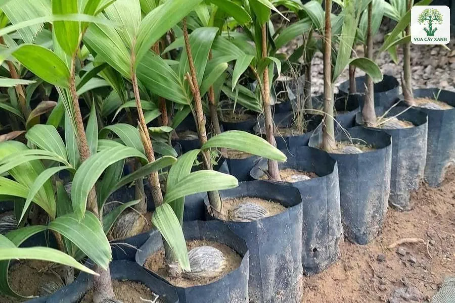 Gốc cây con phình to trong bầu đen xếp hàng.