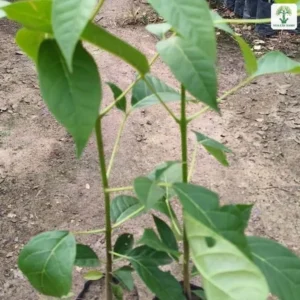 Hai cây con lá xanh đứng trong bầu đen trên lối đất.