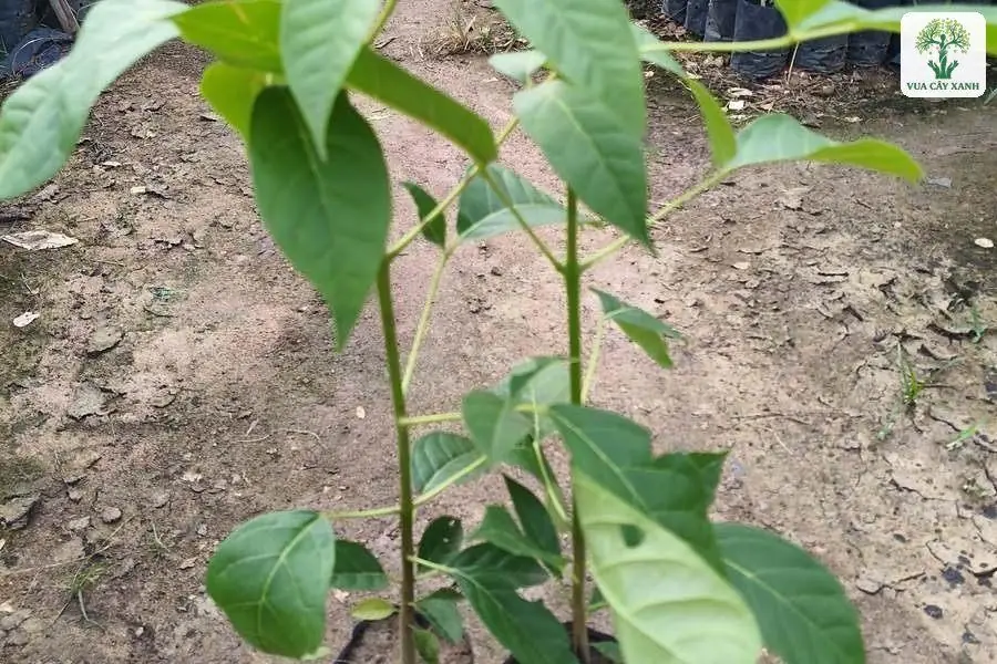 Hai cây con lá xanh đứng trong bầu đen trên lối đất.