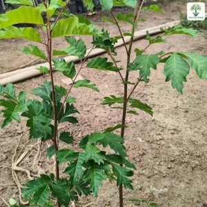 Hai cây con lá kép mọc thẳng trong bầu nhựa đen.