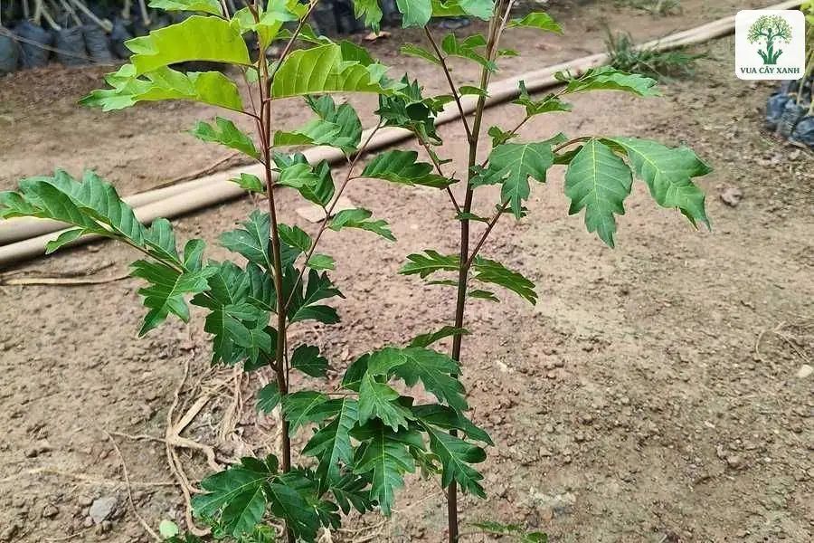 Hai cây con lá kép mọc thẳng trong bầu nhựa đen.