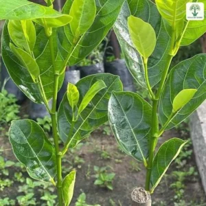 Hai cây mít ghép đã nảy chồi non lá xanh bóng.