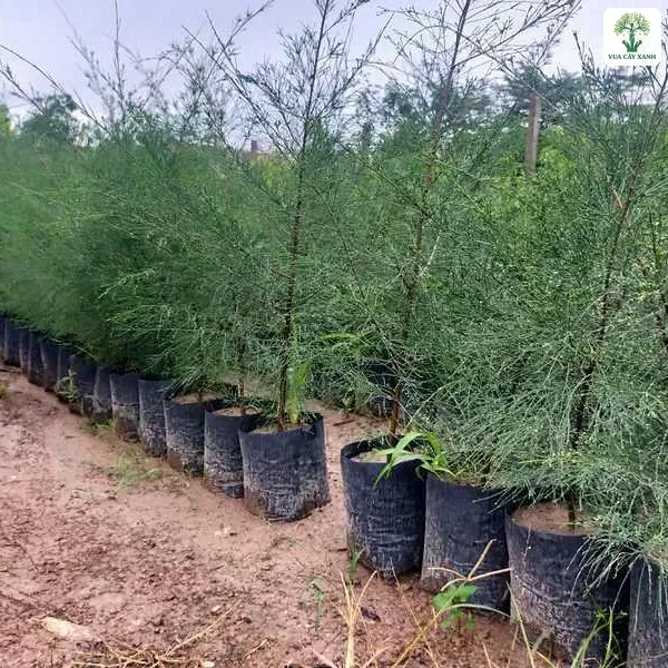 Cây Phi Lao, hàng bầu đen đựng cây con có cành mảnh vươn lên.