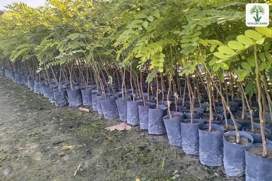 Hàng cây giống trong bầu xám xếp thẳng tắp trên nền đất.