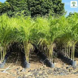 Cây Cau Vua giống, hàng cau giống trong bầu đen xếp thẳng trên nền đất.