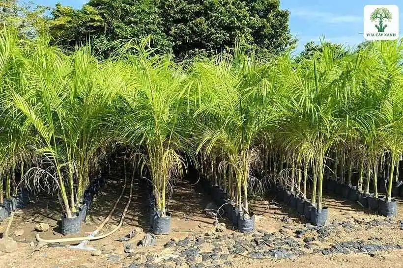 Hàng cau giống trong bầu đen xếp thẳng trên nền đất.