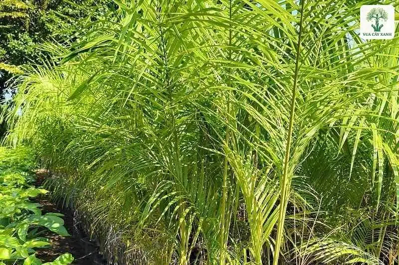 Hàng cau giống lá xanh non trong bầu đen.