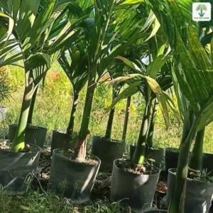 Hàng cau non trong bầu đứng dưới ánh nắng buổi sáng.