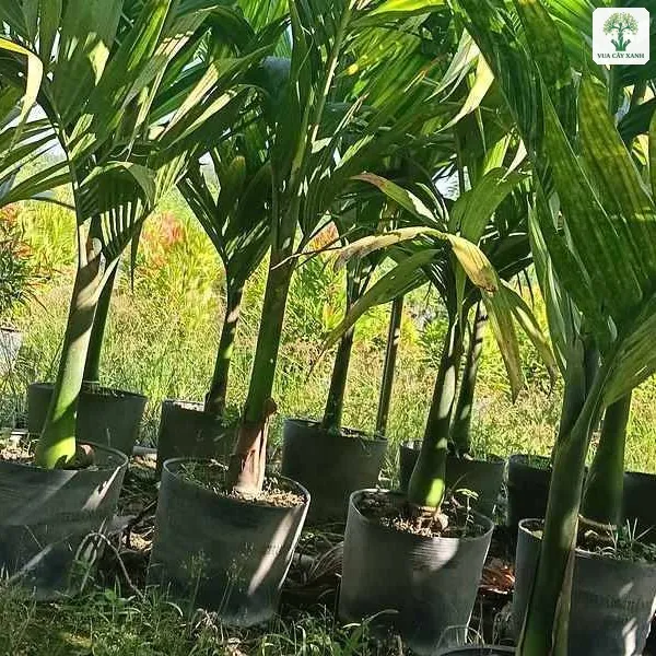 Hàng cau non trong bầu đứng dưới ánh nắng buổi sáng.