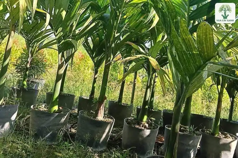 Hàng cau non trong bầu đứng dưới ánh nắng buổi sáng.
