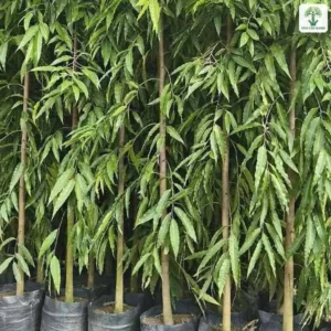 Cây Hoàng Nam giống, hàng cây giống thân thẳng lá dài rủ trong bầu đen.
