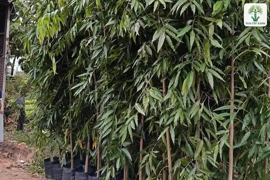 Hàng cây cao tán dày trong bầu bên đường đất.