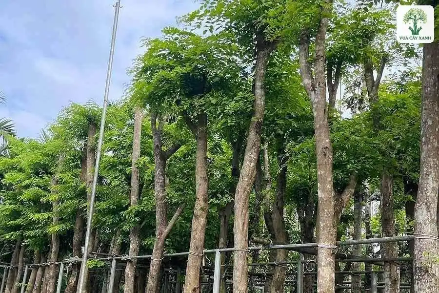 Hàng cây cao thân thẳng tán xanh trong vườn ươm.