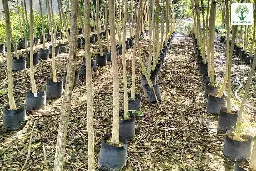 Hàng cây giống cao đứng thẳng trong bầu đất lớn.