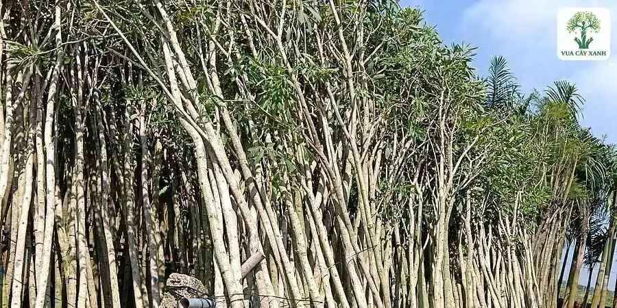 Hàng thân cây cao thẳng trong bầu đen dưới trời xanh.