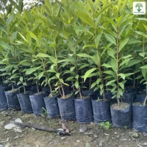 Cây Vối Nếp giống, hàng cây con lá thon dài xếp sát trong bầu đen.