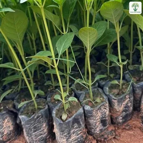 Cây Gáo Trắng giống, hàng cây con trong bầu nhỏ xếp sát trên nền đất đỏ.