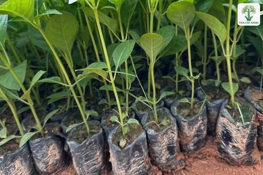 Hàng cây con trong bầu nhỏ xếp sát trên nền đất đỏ.