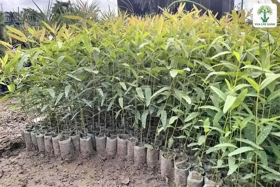 Hàng cây con trong bầu xếp thẳng hàng trên nền đất.
