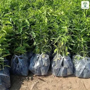 Cây Trầm Hương giống, hàng cây giống bọc bầu nilon xếp sát nhau trên nền đất.