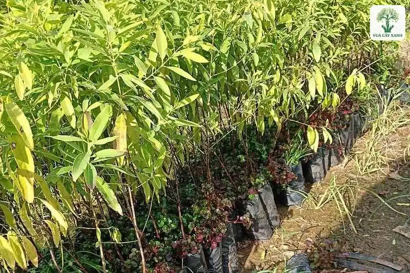 Hàng cây giống cao xanh non xếp sát nhau trong bầu.