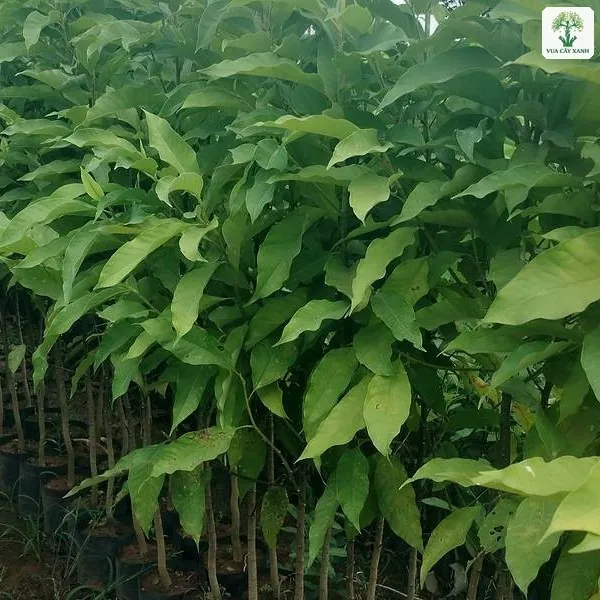 Hàng cây giống xếp sát nhau trong bầu đen.