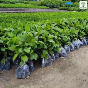 Cây Giá Tỵ giống, hàng cây giống xếp dài trong bầu trên nền đất vườn ươm.