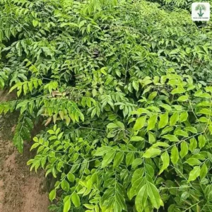 Nhiều hàng cây con xanh tốt xếp dọc lối đi vườn ươm.