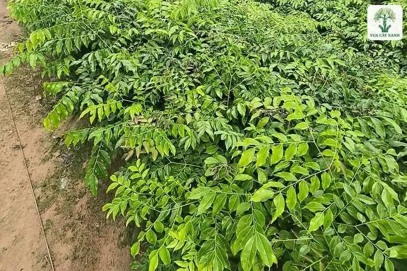 Nhiều hàng cây con xanh tốt xếp dọc lối đi vườn ươm.