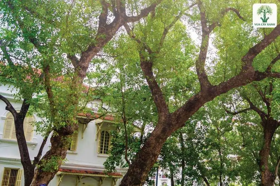 Hàng cây Long Não cổ thụ thân nghiêng tỏa bóng sân trường.