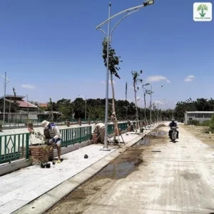 Hàng cây non được chống đỡ dọc con đường mới làm.