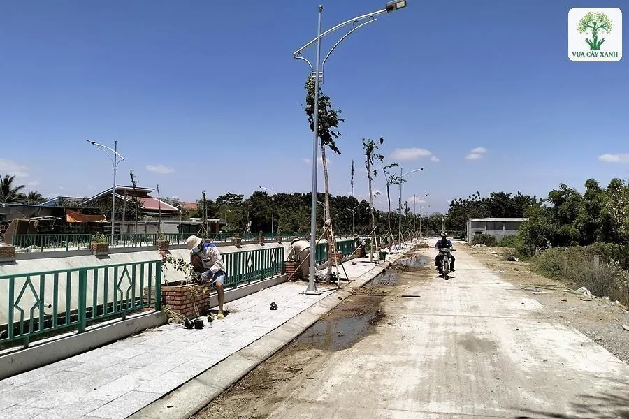 Hàng cây non được chống đỡ dọc con đường mới làm.