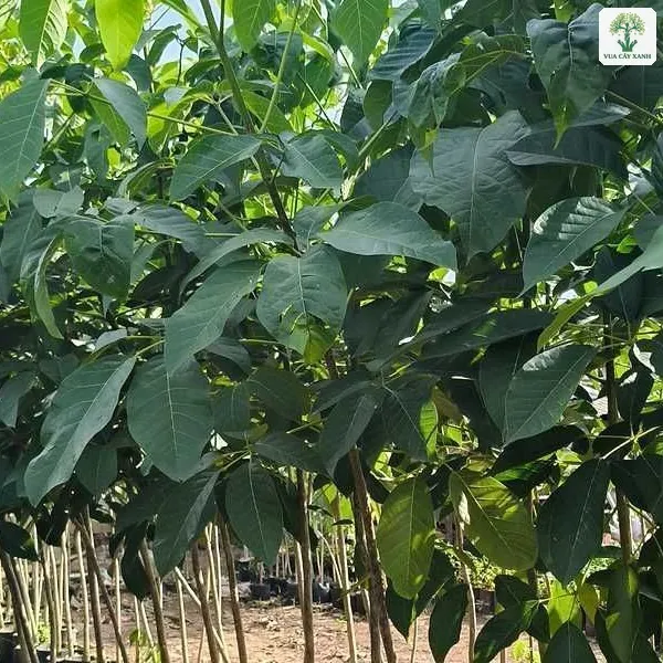 Hàng cây non tán lá rộng xếp dọc lối đi trong vườn.