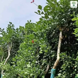 Cây Osaka Đỏ giống, hàng cây cao bó bầu với thân bọc vải xanh.