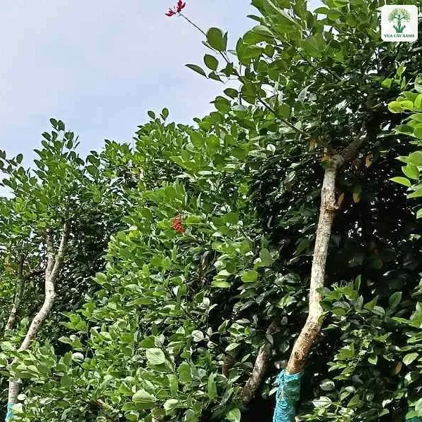 Cây Osaka Đỏ giống, hàng cây cao bó bầu với thân bọc vải xanh.