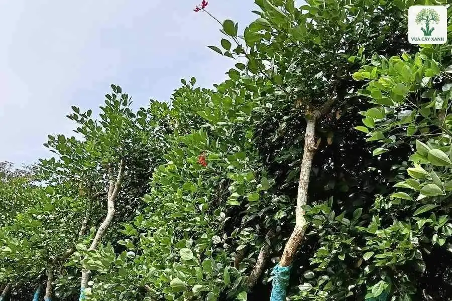 Hàng cây cao bó bầu với thân bọc vải xanh.