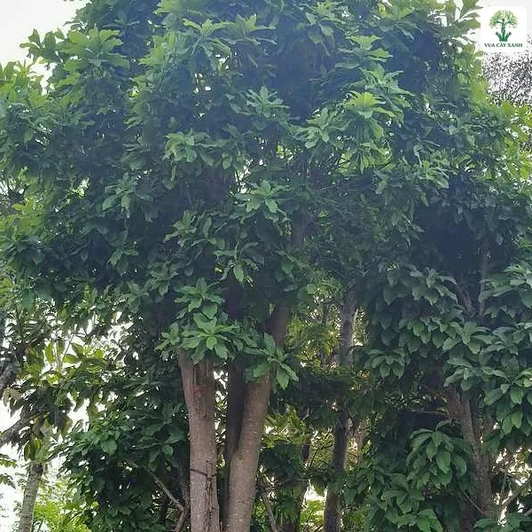 Hàng cây Sala lớn có thân thẳng và tán xanh.