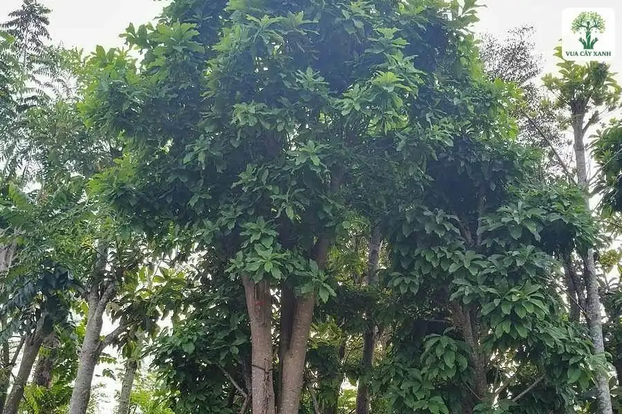 Hàng cây Sala lớn có thân thẳng và tán xanh.