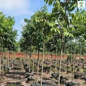 Cây Sấu giống, hàng cây con thân thẳng trong bầu trên nền đất đỏ.