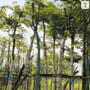 Cây Cẩm Lai công trình, những cây lớn quấn thân đứng thành hàng dưới tán lá xanh.