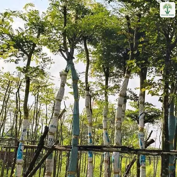 Cây Cẩm Lai công trình, những cây lớn quấn thân đứng thành hàng dưới tán lá xanh.
