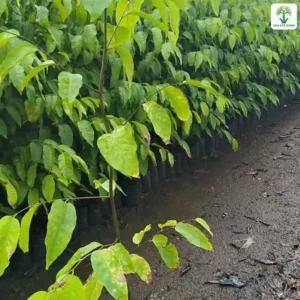 Hàng cây con lá xanh sáng xếp dọc lối đi vườn ươm.