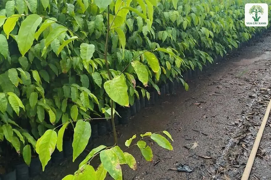 Hàng cây con lá xanh sáng xếp dọc lối đi vườn ươm.