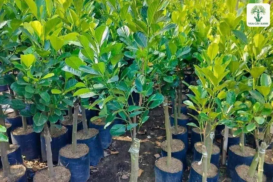 Hàng cây mít giống lá xanh bóng trong bầu đen ngoài vườn.