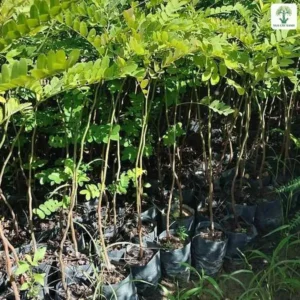 Hàng cây Muồng Anh Đào giống thân thẳng đặt trong bầu đen.