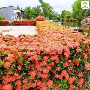 Hàng rào Trang Đỏ phủ kín hoa bên bờ kênh.