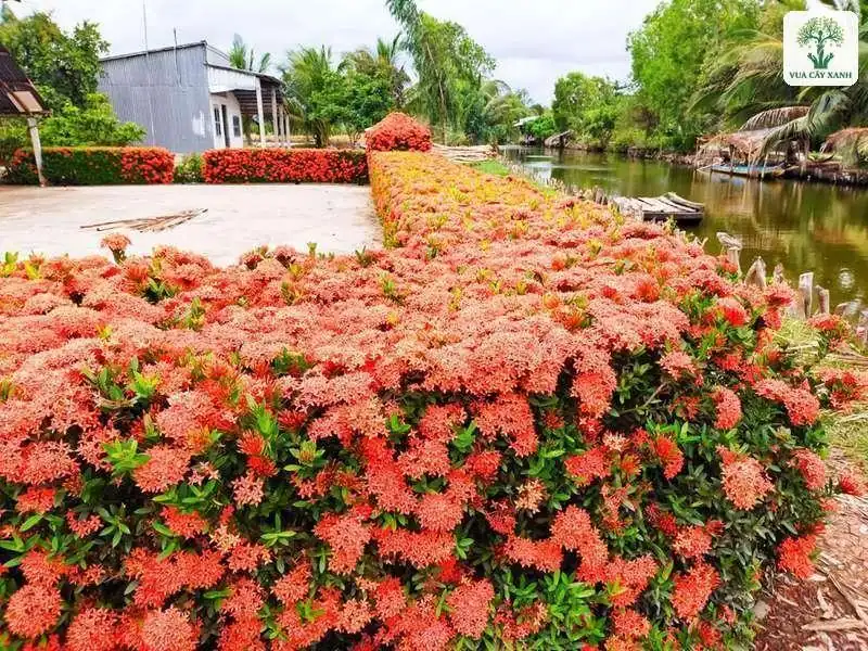 Hàng rào Trang Đỏ phủ kín hoa bên bờ kênh.