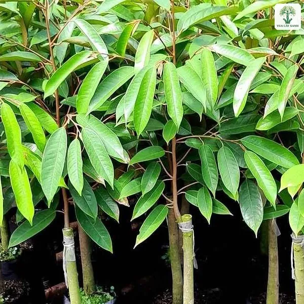 Hàng cây giống Sầu Riêng lá non xanh tươi.